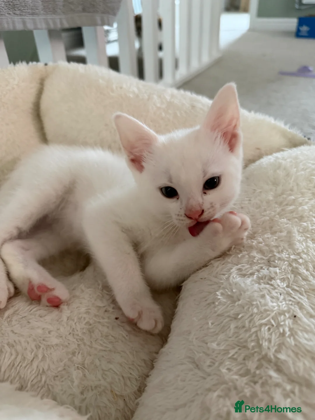 Domestic Shorthair cats for sale: White Male READY TO LEAVE - Advert 1