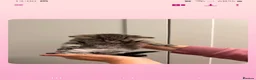 Mixed Breed cats for sale: Grey tabby tortie kittens - Advert 14
