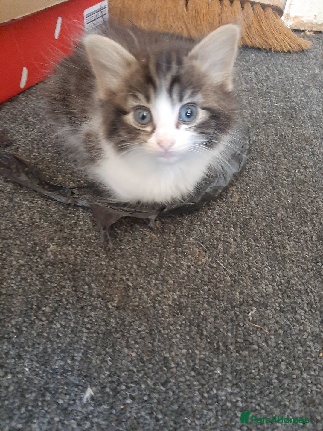 Mixed Breed cats for sale: Hooligans for sale - Advert 3