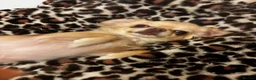 Chihuahua dogs for sale: Chihuahua for sale  - Advert 2