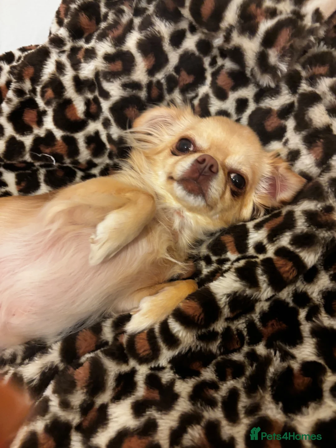 Chihuahua dogs for sale: Chihuahua for sale  - Advert 2