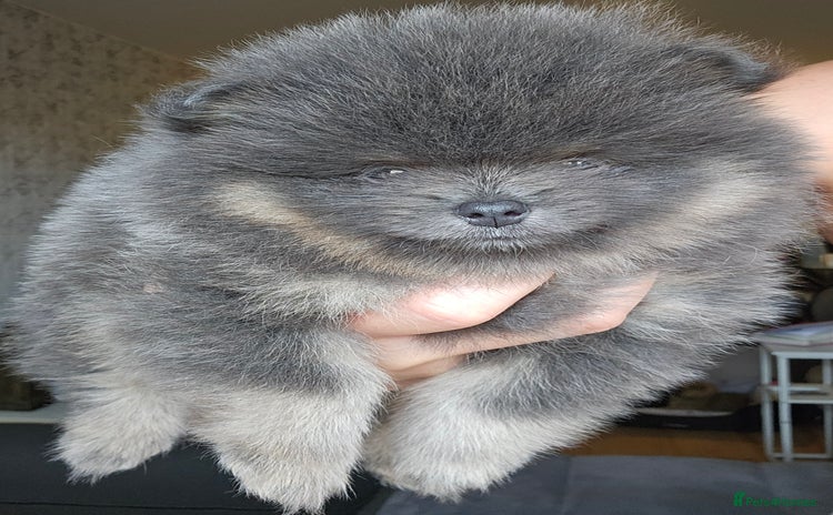 Pomeranian dogs - Advert 1