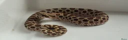 Snake reptiles for sale: 2026 Juvenile Arctic Hognose Snakes in Plymouth - Advert 1