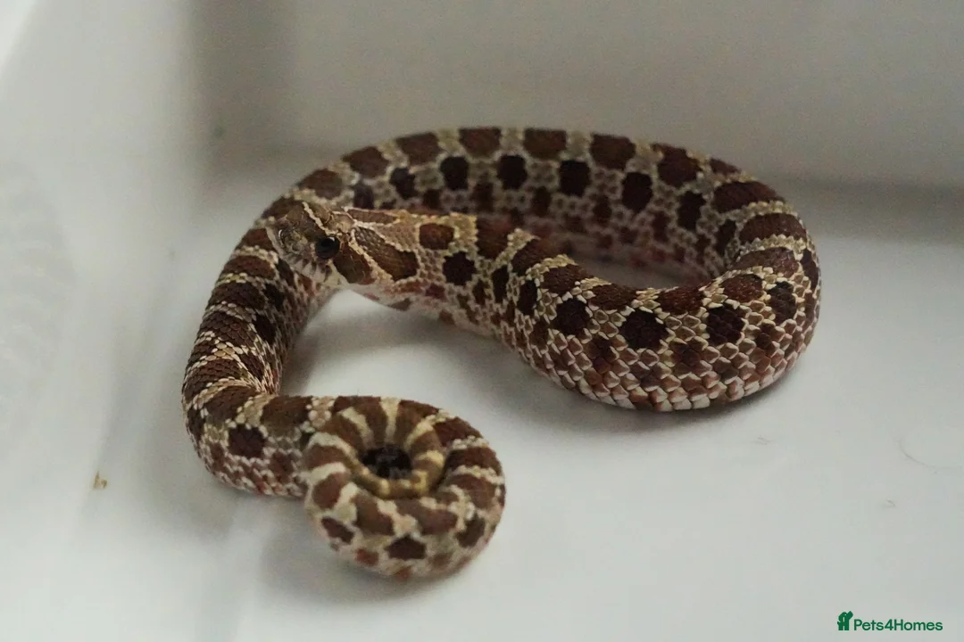 Snake reptiles for sale: 2026 Juvenile Arctic Hognose Snakes in Plymouth - Advert 1