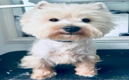 West Highland Terrier dogs for sale: Top Quality KC Westie Pups   - Image 6