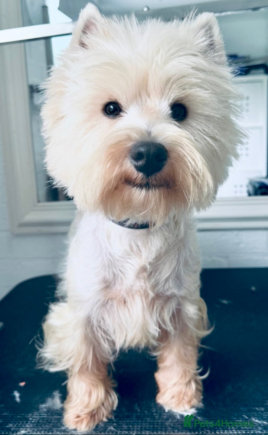 West Highland Terrier dogs for sale: Top Quality KC Westie Pups   - Image 6