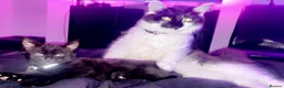 Mixed Breed cats for sale: Juna and Rio in London - Advert 21