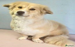 Mixed Breed dogs for adoption: Mabel  - Image 6