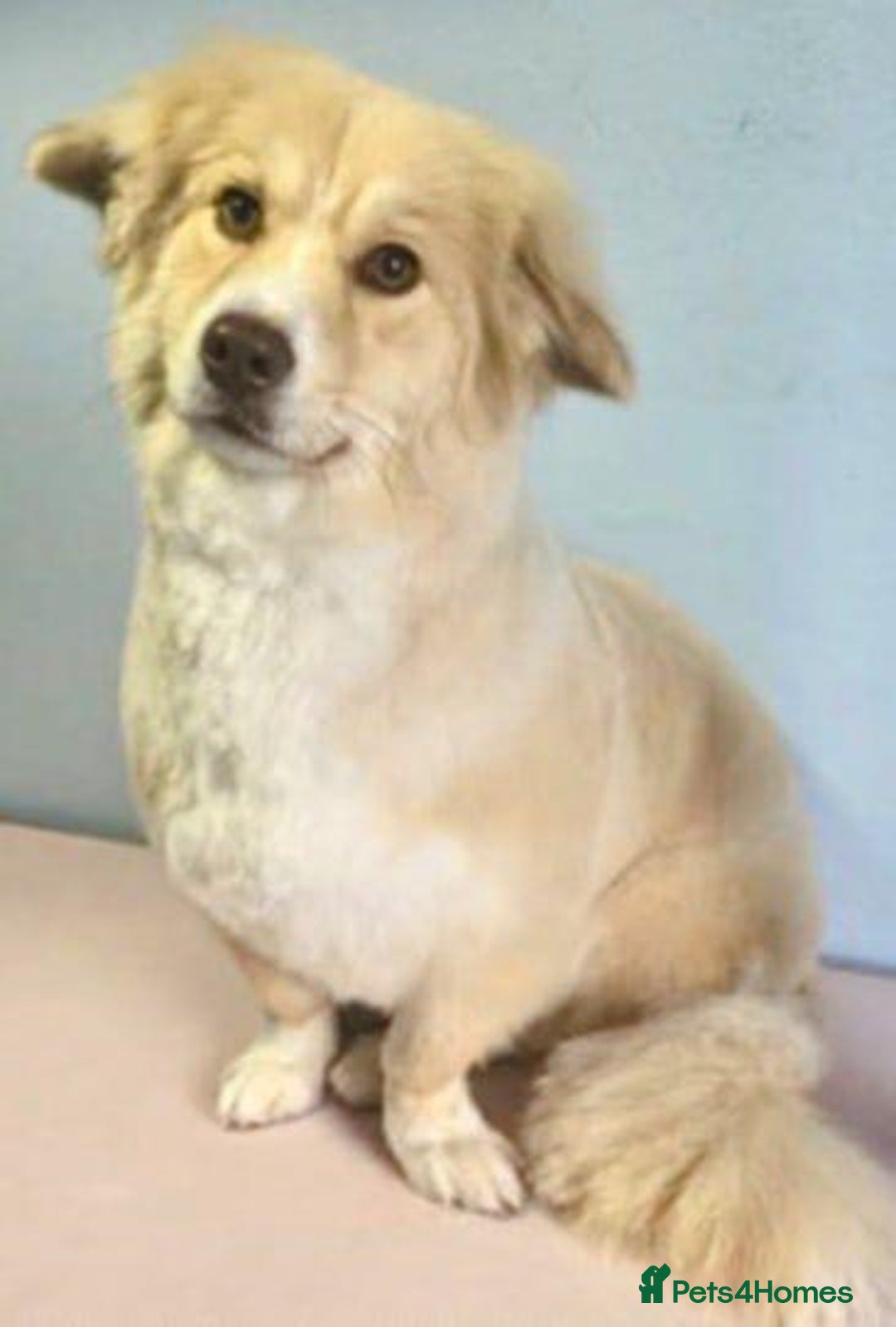 Mixed Breed dogs for adoption: Mabel  - Image 6