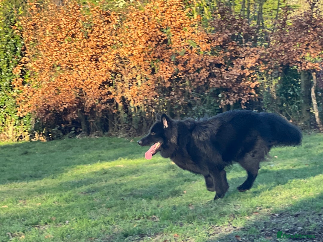 German Shepherd dogs for stud: Solid Black Long Coat German Shepherd Dog at Stud - Advert 8