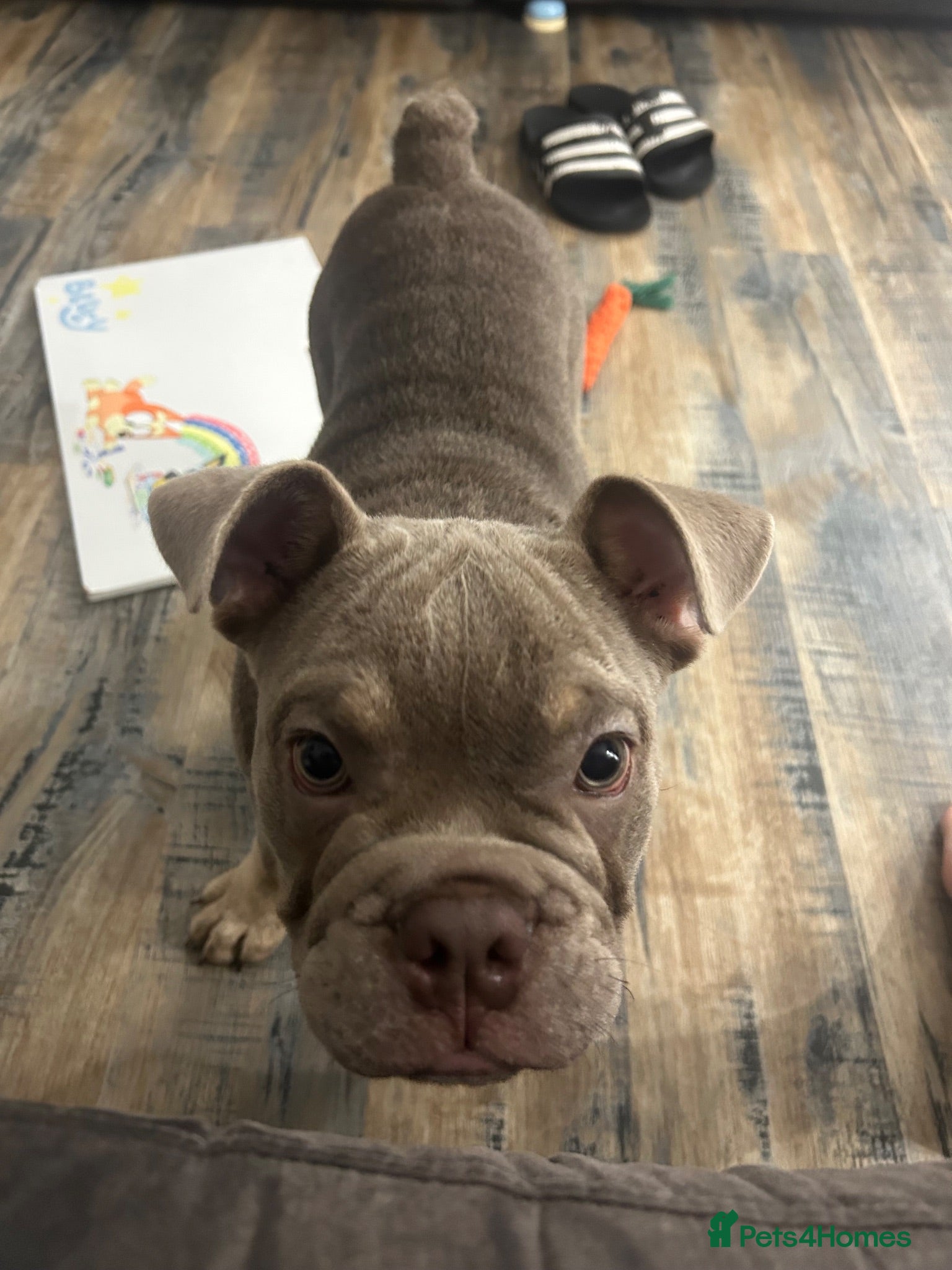 Olde English Bulldogge dogs Olde English bulldog  - Advert 4