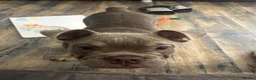 Olde English Bulldogge dogs for sale: Olde English bulldog  - Advert 1