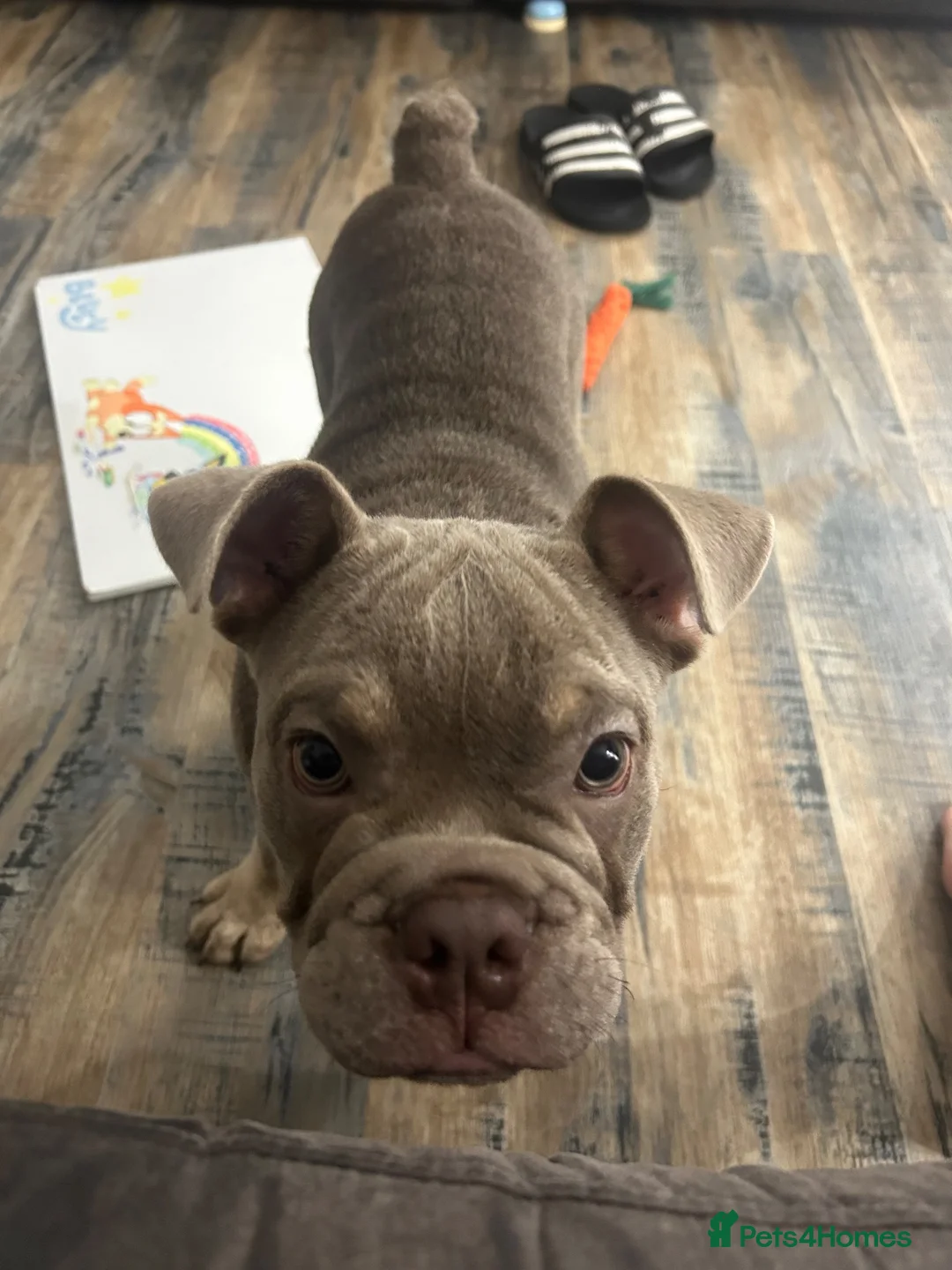Olde English Bulldogge dogs for sale: Olde English bulldog  - Advert 1