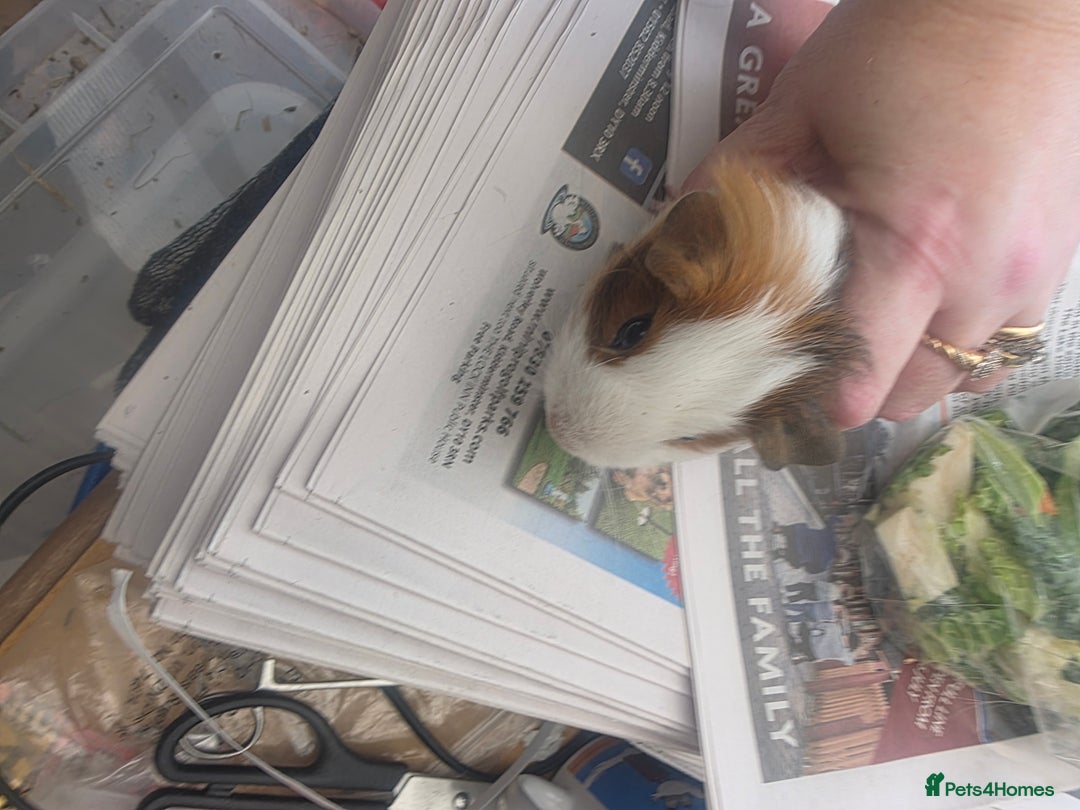 Guinea Pig rodents for sale: Beautiful mixed baby guinea pigs - Image 3