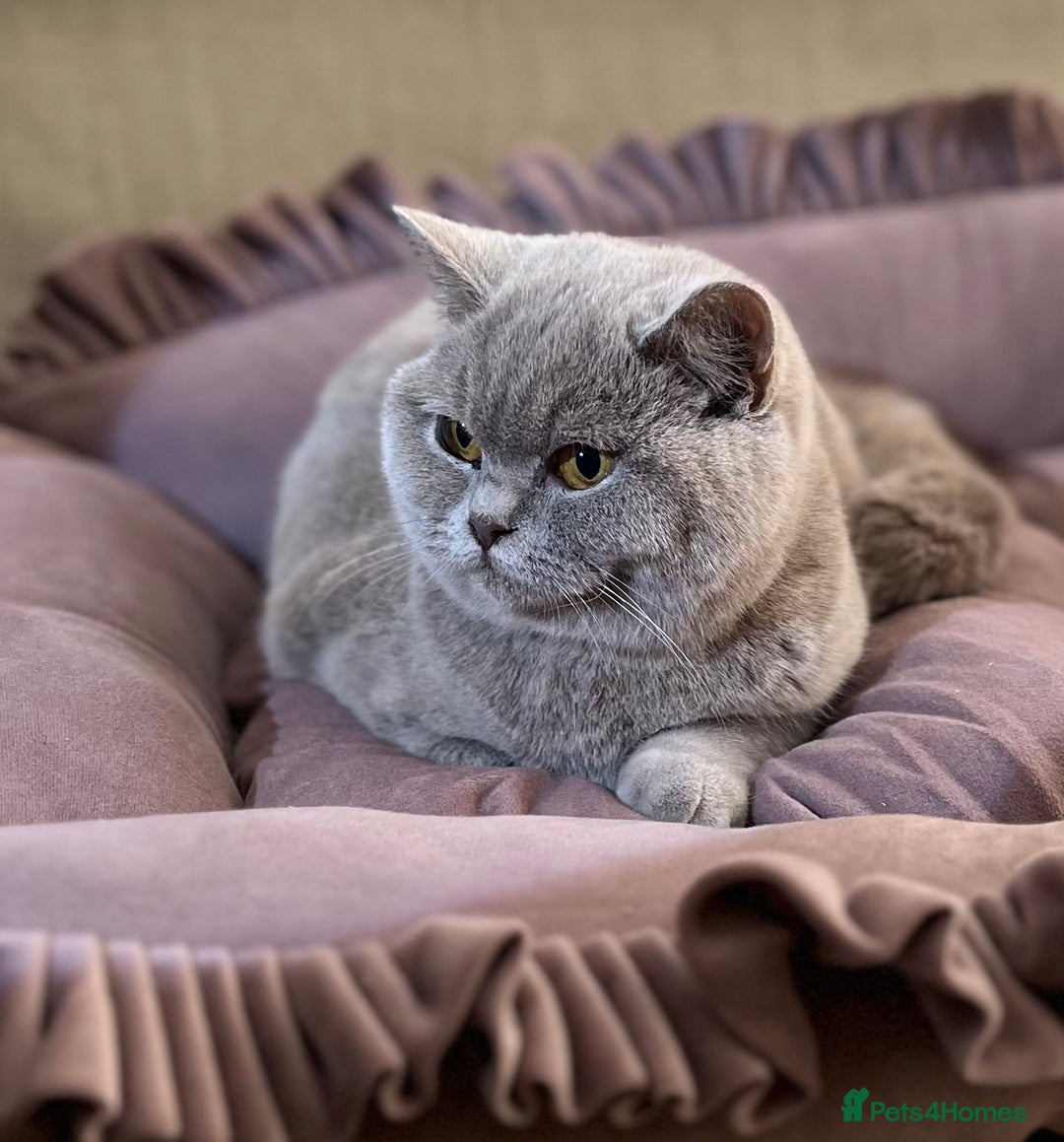 British Shorthair cats for sale: Pure Pedigree Lilac British Shorthair Boy - Advert 10