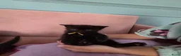 British Shorthair cats for sale: 9 gorgeous kittens - Advert 19