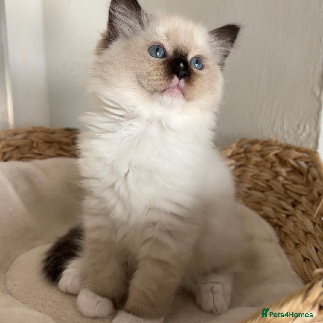 Ragdoll cats for sale: Ragdolls - Image 18
