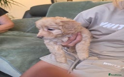 Cockapoo dogs for sale: BEAUTIFUL F1B COCKAPOO BABBIES  - Image 6