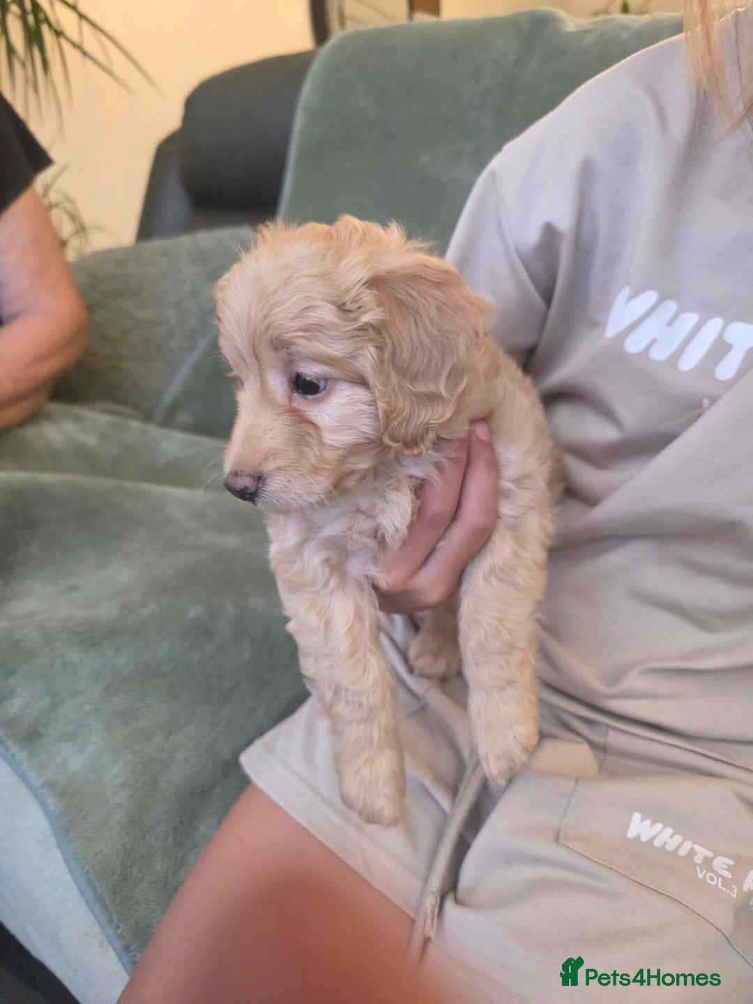 Cockapoo dogs for sale: BEAUTIFUL F1B COCKAPOO BABBIES  - Image 6