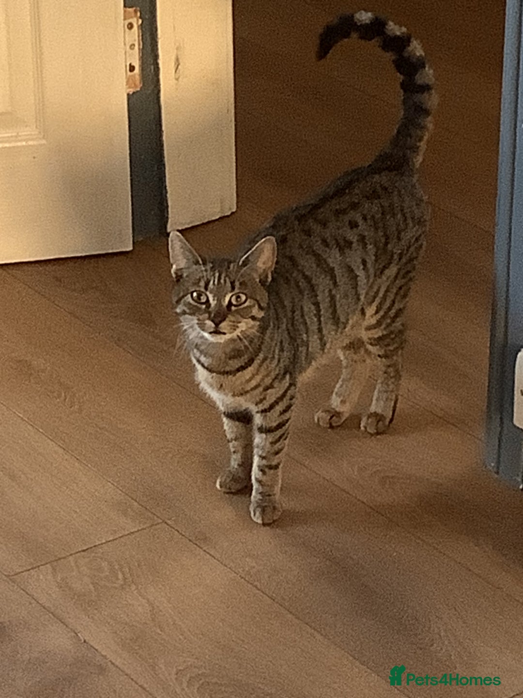 RagaMuffin cats for sale: 3 x girls for sale  - Advert 2