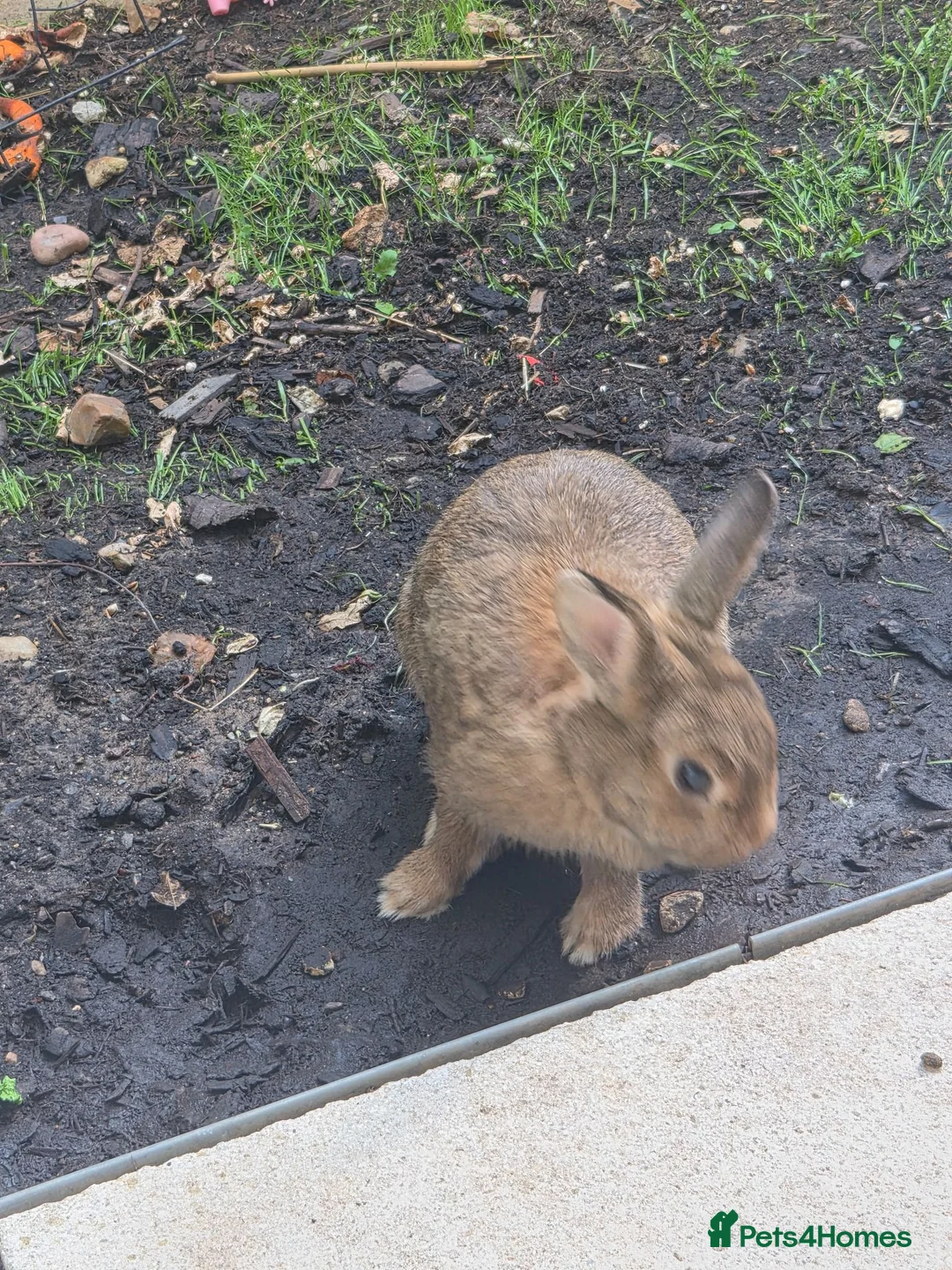 Mixed Breed rabbits for sale: 2 12 month old Rabbits for rehoming in London - Advert 4