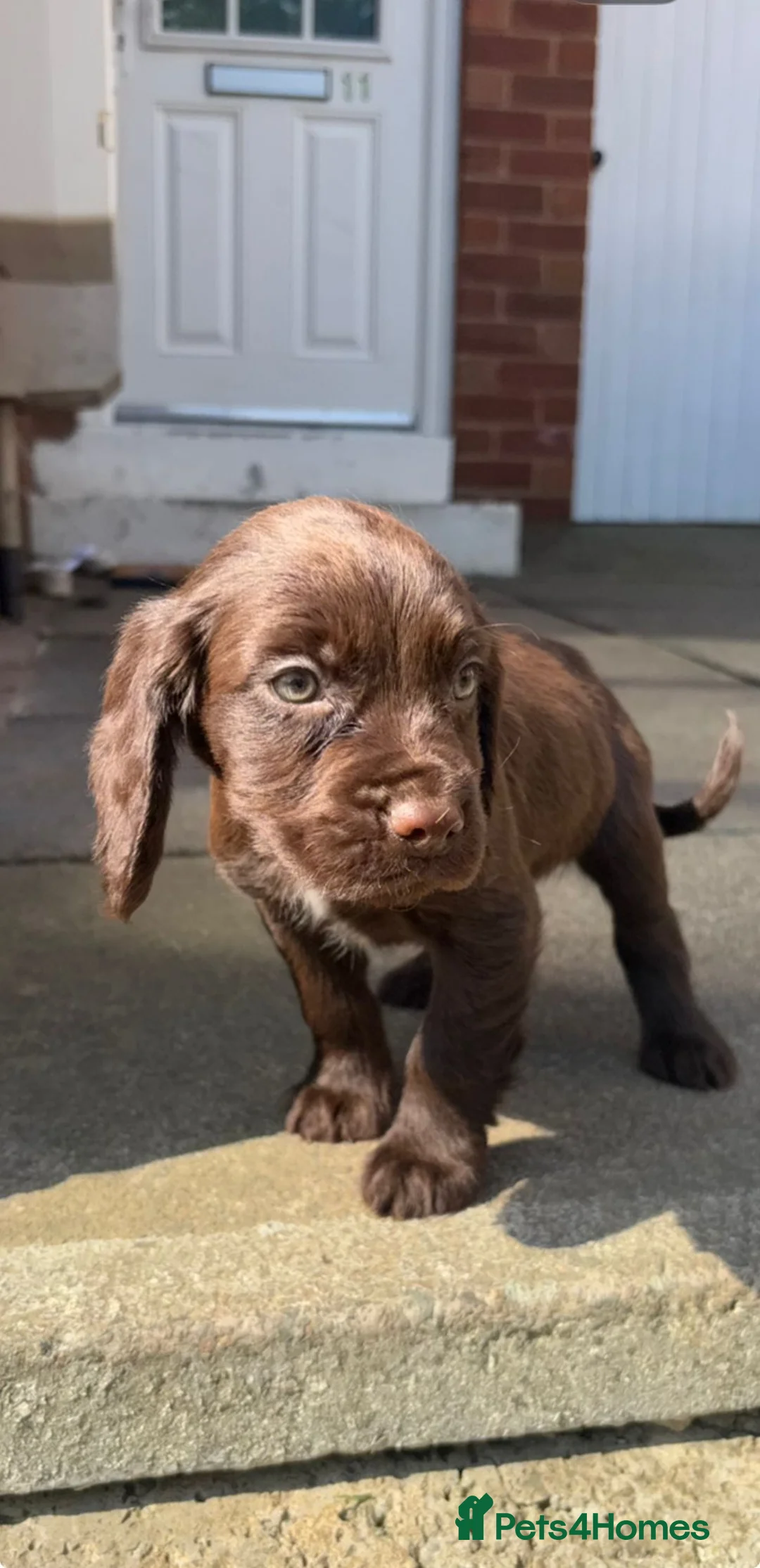 Cocker Spaniel dogs for sale: 5 beautiful cocker spaniel pups  - Advert 2