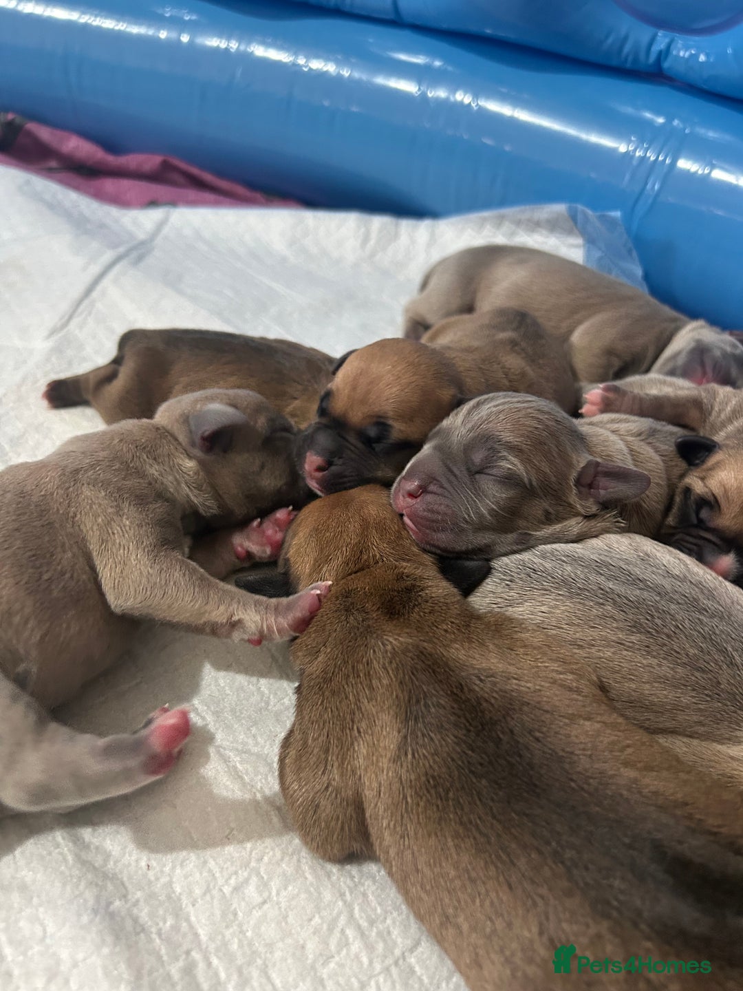 Mixed Breed dogs for sale: French bulldog mix - Image 3