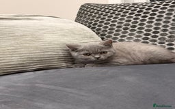 British Shorthair cats for sale: British Shorthair kittens and Mum for sale - Image 20