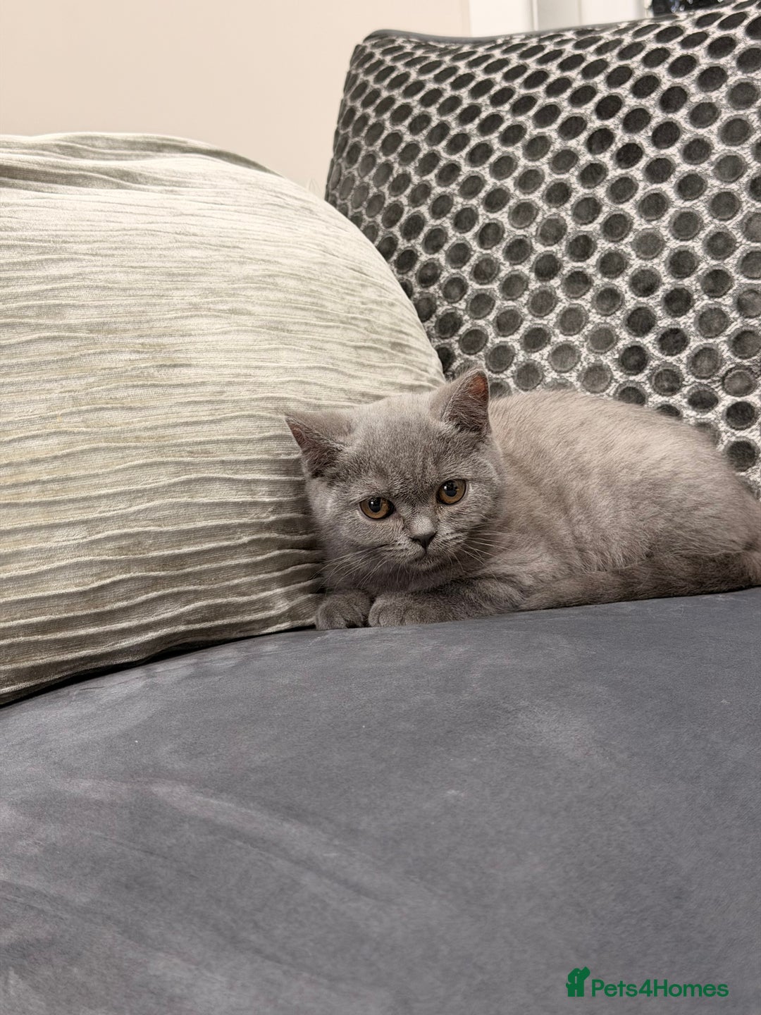 British Shorthair cats for sale: British Shorthair kittens and Mum for sale - Image 20