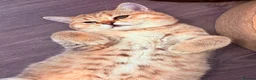 British Shorthair cats for sale: GCCF British Shorthair Golden Shell Girl  Pet Only - Advert 8