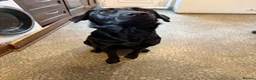 Sheprador dogs for sale: Beautiful female dog - Advert 4