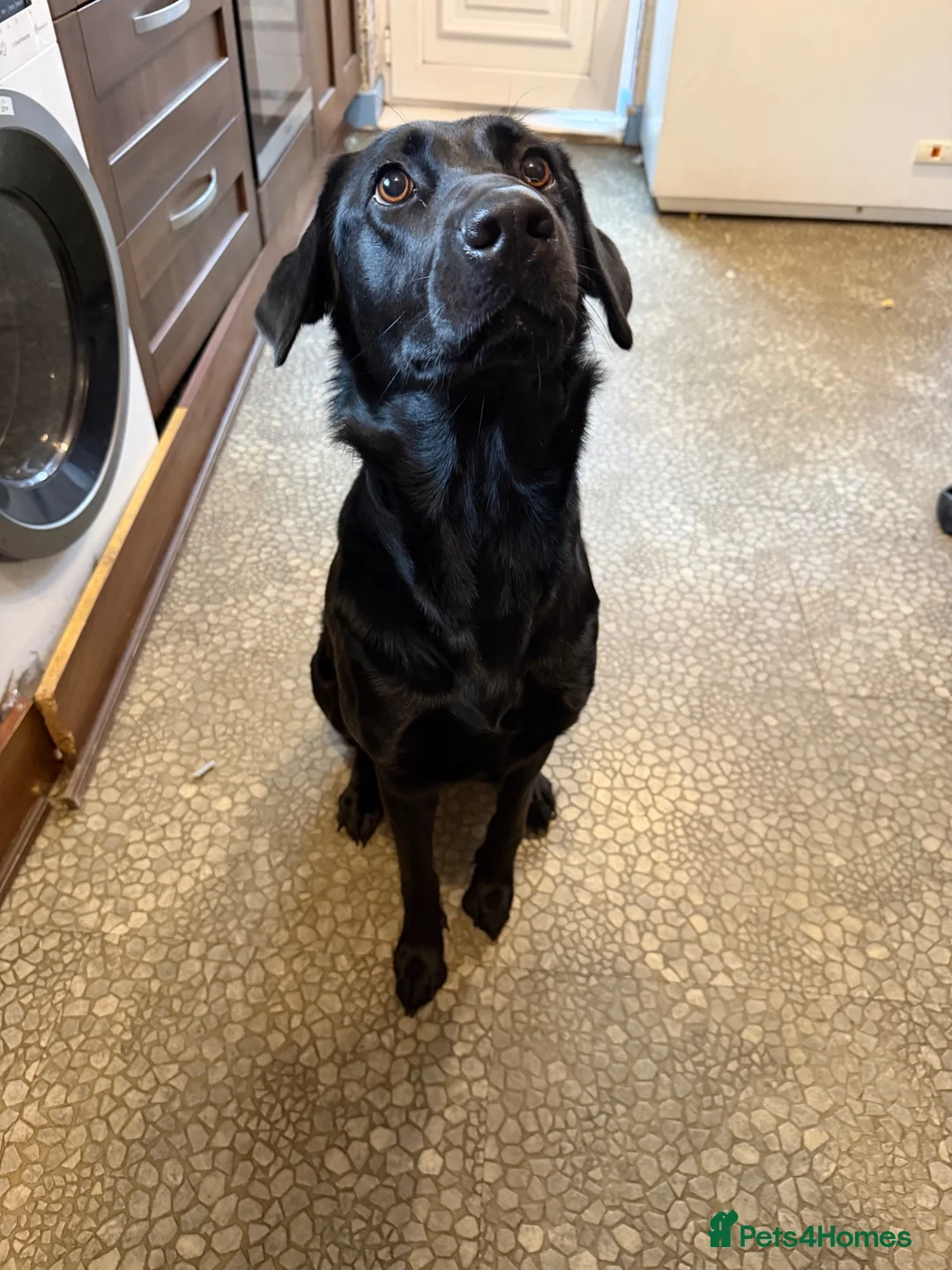 Sheprador dogs for sale: Beautiful female dog - Advert 4