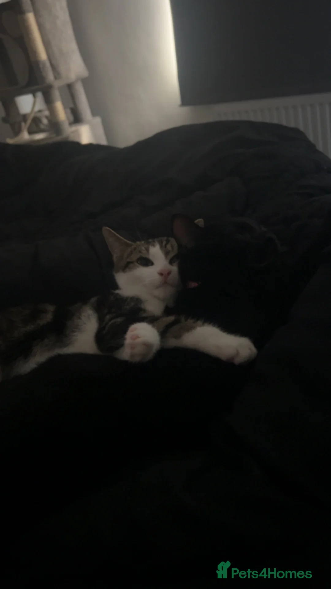 Mixed Breed cats for sale:  **  kitten  in Hull - Advert 1