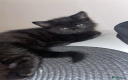 British Longhair cats for sale: Longhair all black tabby striped cat  - Image 1