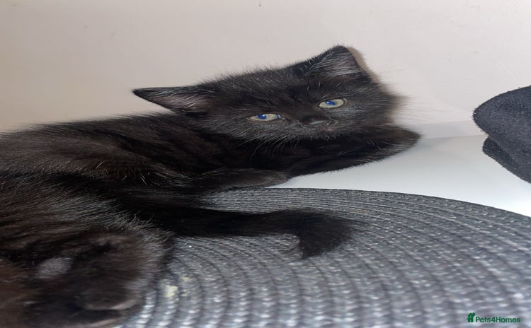 British Longhair cats - Advert 4