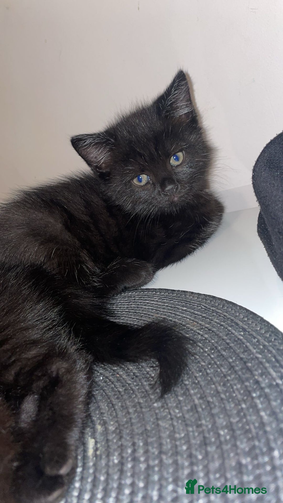 British Longhair cats for sale: Longhair all black tabby striped cat  - Image 1