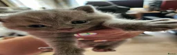 British Shorthair cats for sale: Hurry only  girl left Brithish shorthair kittens  - Advert 10