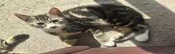 Mixed Breed cats for sale: Cuddly Tabby Kittens – Home Raised - Advert 22