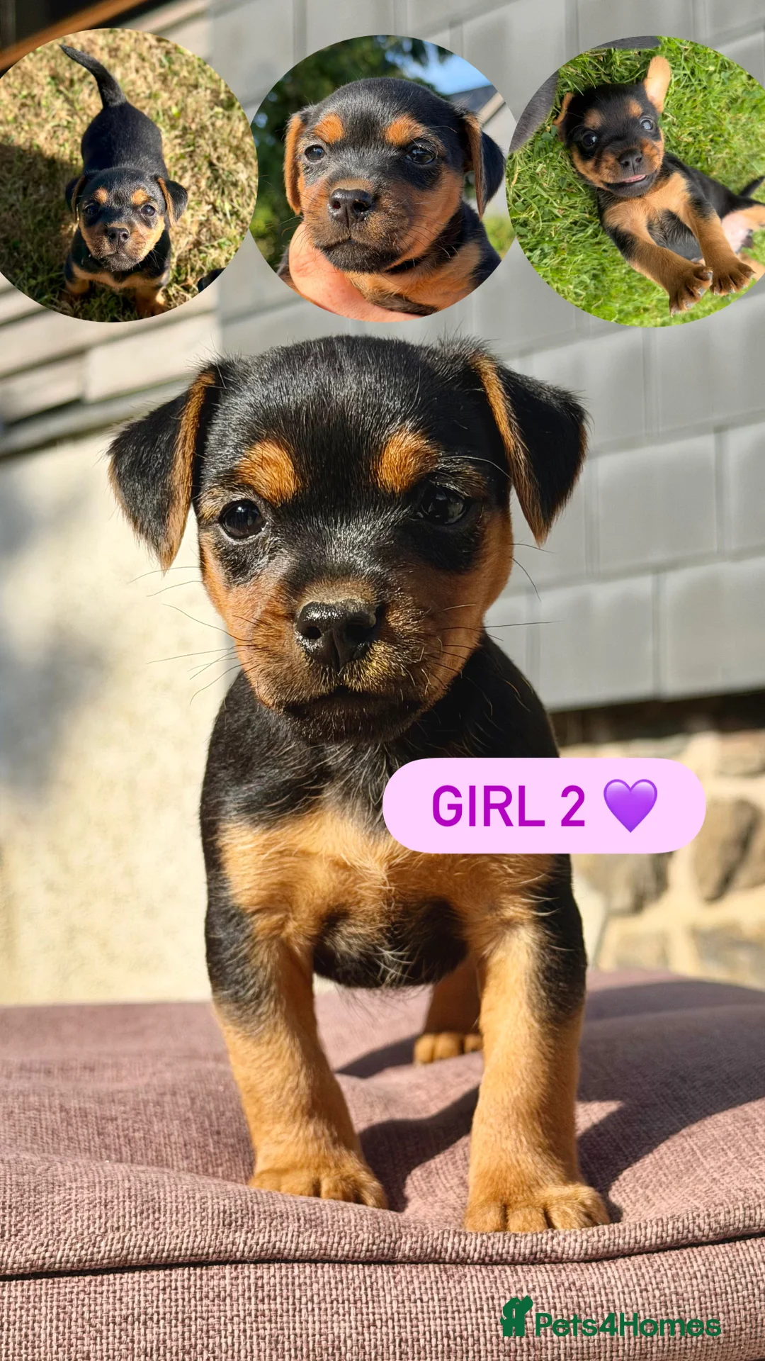 Mixed Breed dogs for sale: Four Gorgeous Border Terrier-Type Puppies! 🐾 - Advert 7