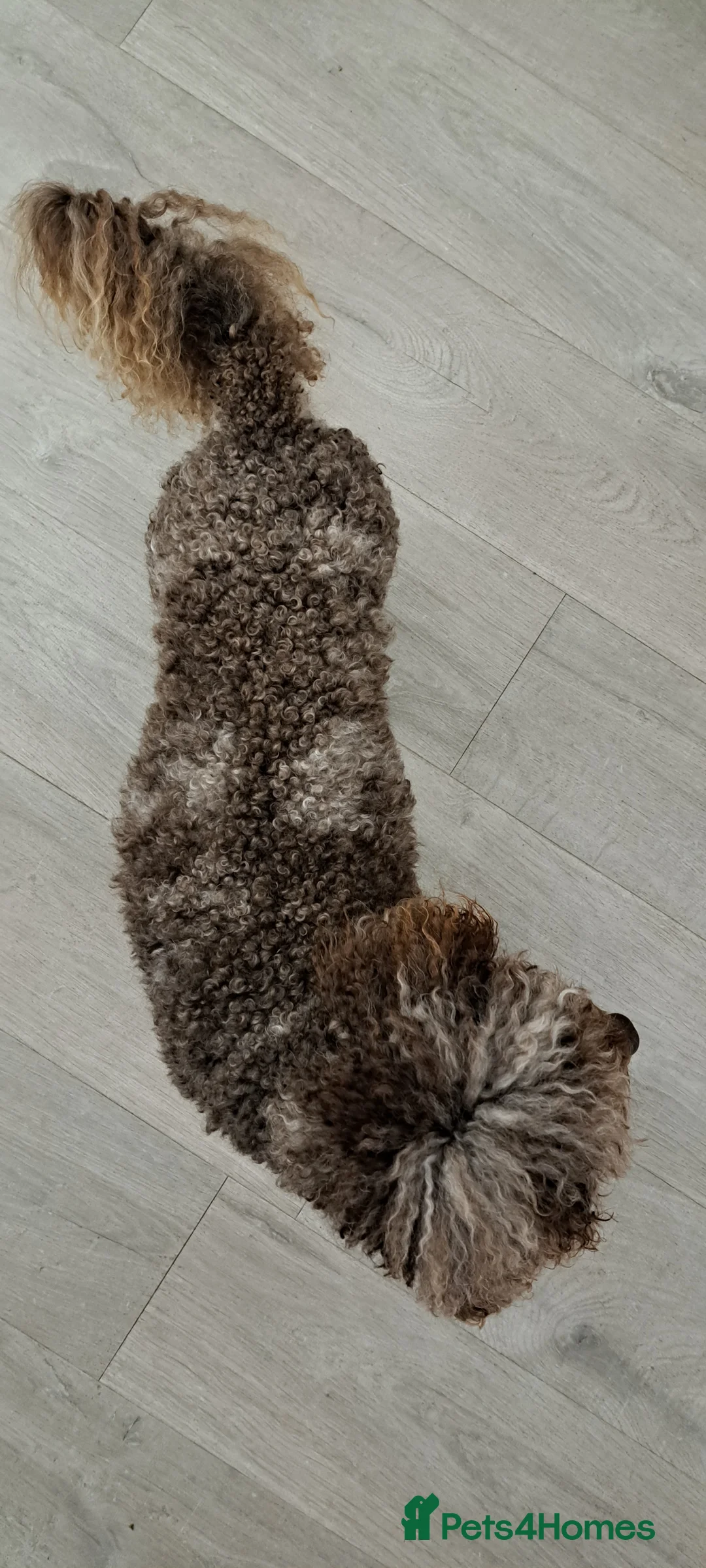 Toy Poodle dogs for stud: Cockapoo stud chocolate merle  - Advert 3