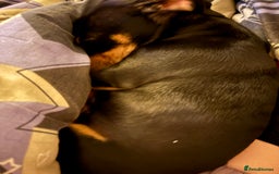 Mixed Breed dogs for sale: 2 lovely Daschund pups for sale. - Image 10