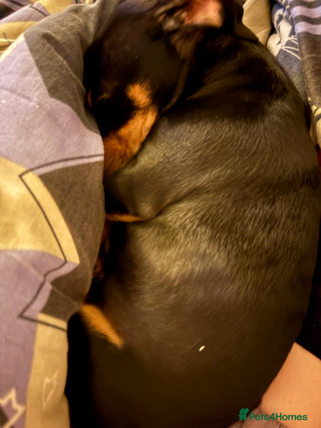Mixed Breed dogs for sale: 2 lovely Daschund pups for sale. - Image 10