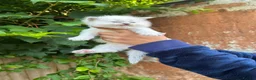 Ragdoll cats for sale: Beautiful Pure Blue Point Ragdoll  - Advert 19