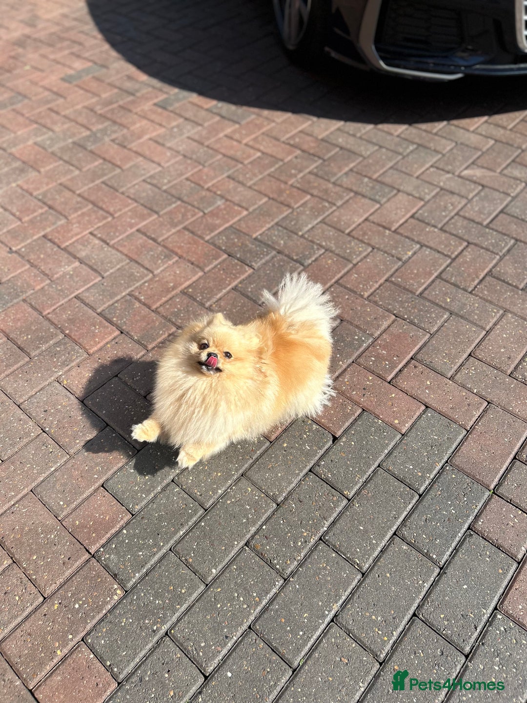 Pomeranian dogs for sale: Bella from Russia 🇷🇺  - Image 6