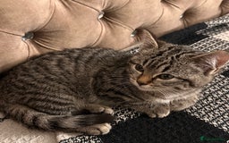 Mixed Breed cats for sale: Female mixed tabby  - Image 8