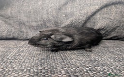 Guinea Pig rodents for sale: Lakeland boar - Image 4