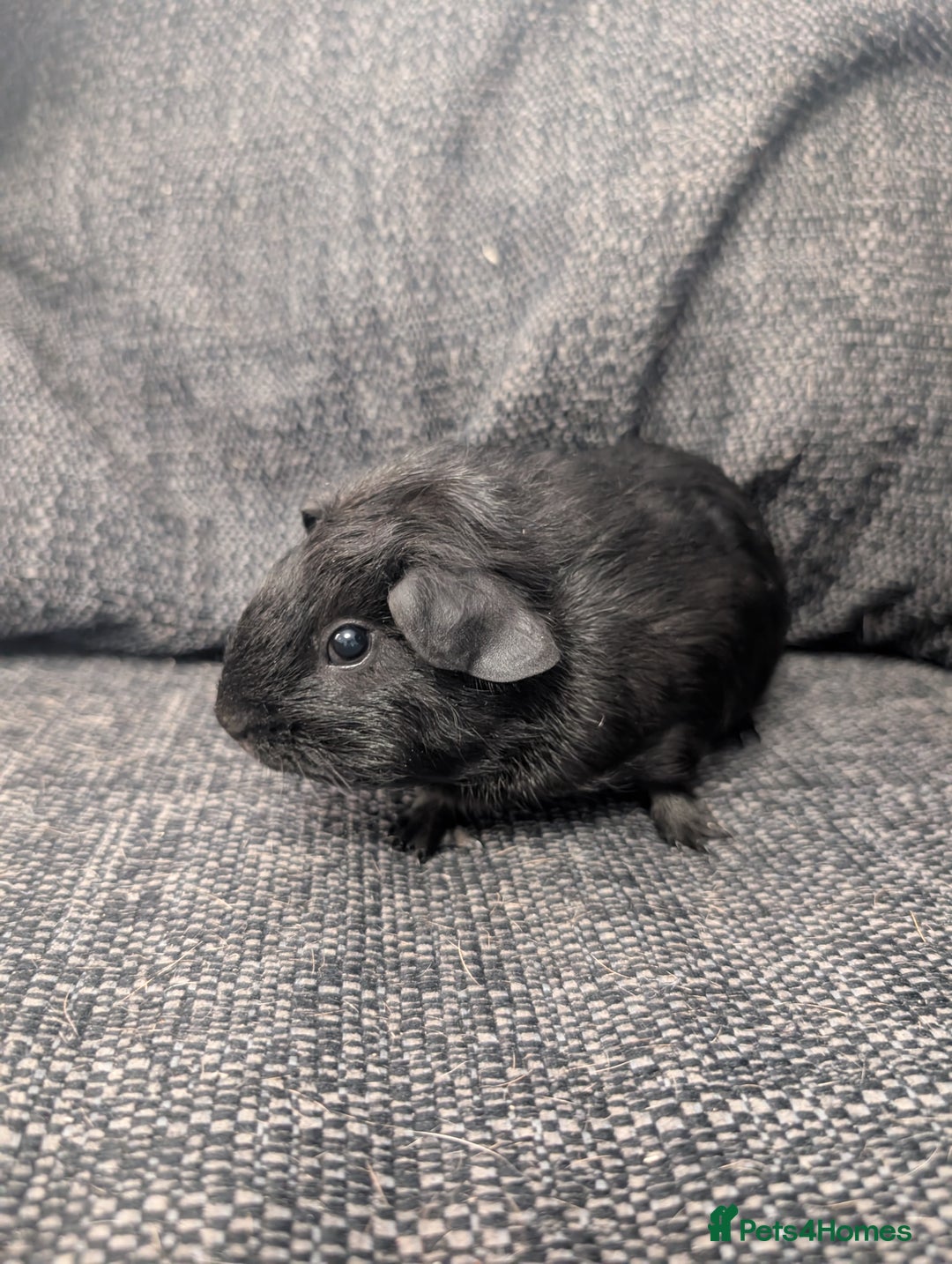 Guinea Pig rodents for sale: Lakeland boar - Image 4