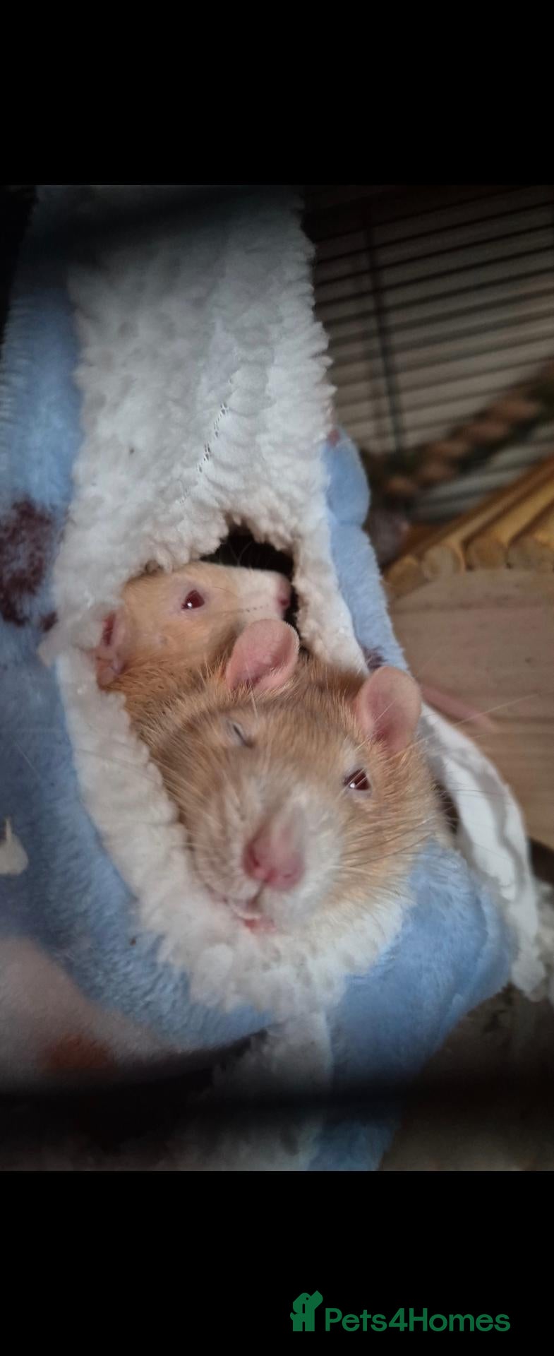 Rat rodents 3 fancy rats.  - Advert 5