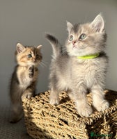 British Shorthair cats ⭐️TICA registered British Shorthair kittens⭐️ - Advert 1