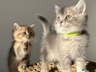 British Shorthair cats ⭐️TICA registered British Shorthair kittens⭐️ - Advert 1